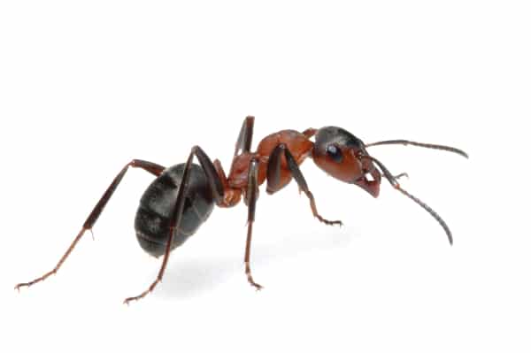 Как вывести муравьев из дома народными средствами