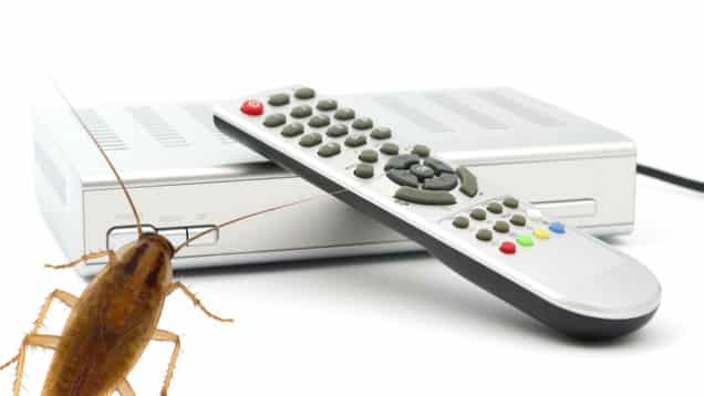 Как вывести тараканов в частном доме