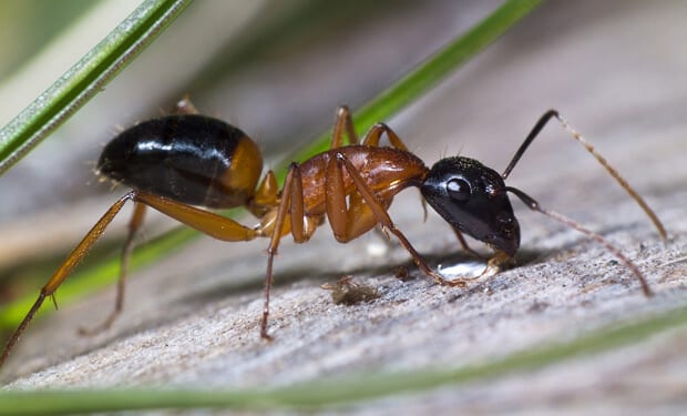 Чем вывести муравьев с дачного участка